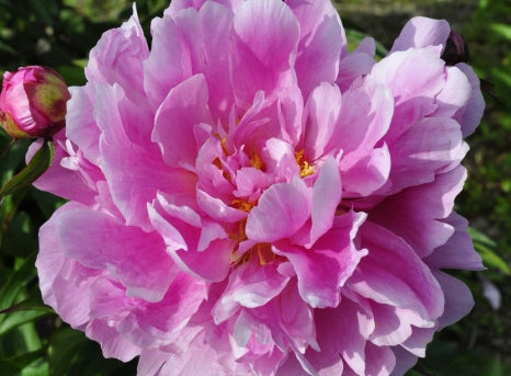 Paeonia 'Gilbert Barthelot' (deep pink)