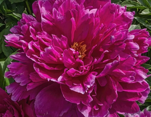 Paeonia 'Francis Ortegot' (red)