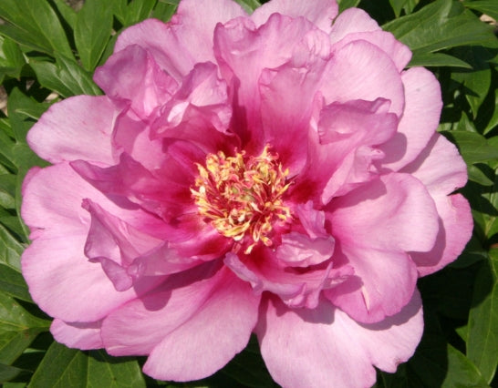 Paeonia 'First Arrival' (Itoh pink)