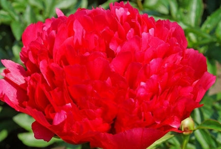 Paeonia 'Command Performance' (deep red)