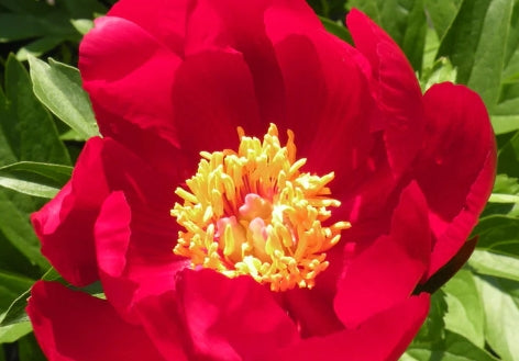 Paeonia 'Blaze' (red)