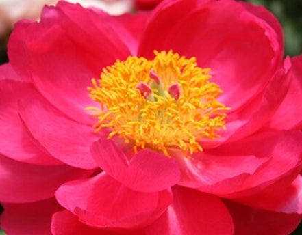 Paeonia 'Adrienne' (scarlet)