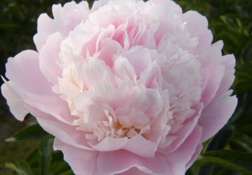 Paeonia 'Alertie' (soft pink, fragrant)