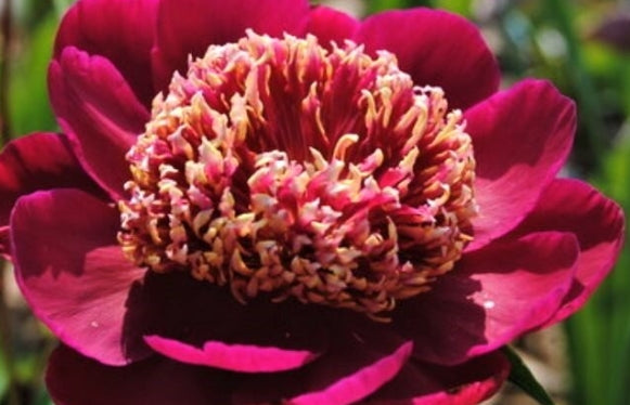 Paeonia 'Ada Niva' (red)