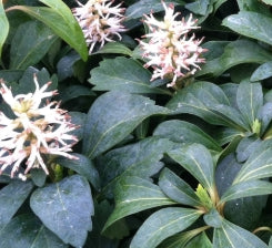Pachysandra terminalis
