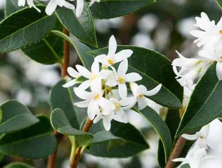 Osmanthus x 'Burkwoodii'
