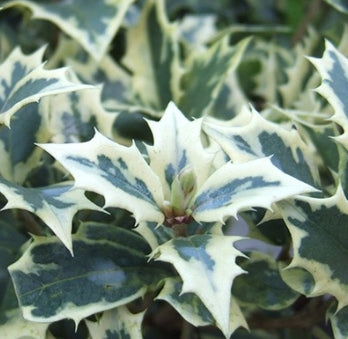 Osmanthus het. 'Variegatus'