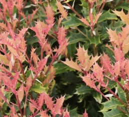 Osmanthus het. 'Party Lights'