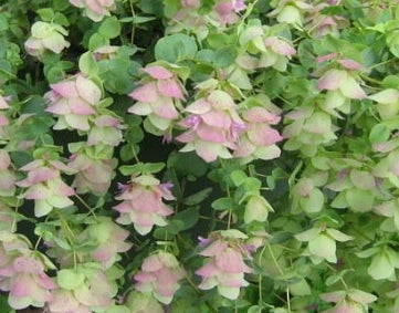 Origanum 'Kent Beauty'