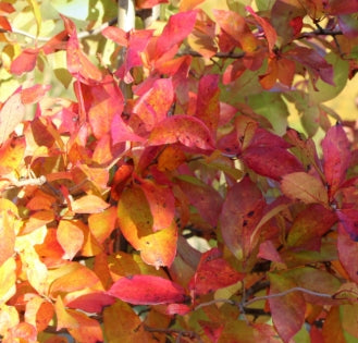 Nyssa sylvatica 'Majestic'®