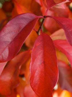 Nyssa sylvatica 'JFS-red' Firestarter®' PP26975 (CG)