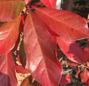 Nyssa sylvatica 'Forest Fire'
