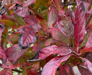 Nyssa sylvatica 'David Odom' (BBP)