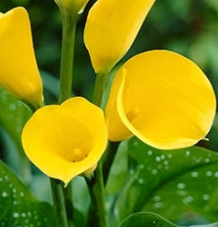 Netherland Zantedeschia 'Strong Gold' (yellow)