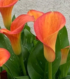 Netherland Zantedeschia 'Orange Pitcher' (deep orange)