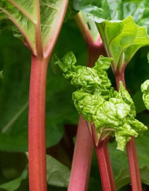 Netherland Vegetable Rhubarb Crimson Red