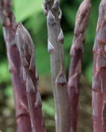Netherland Vegetable Asparagus Sweet Purple