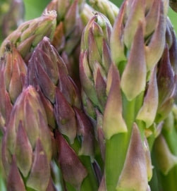 Netherland Vegetable Asparagus Jersey Knight