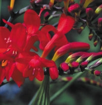 Netherland Specialty Bulbs Crocosmia Lucifer