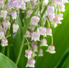 Netherland Specialty Bulbs Convallaria majalis