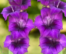 Netherland Gladiolus Purple Flora