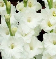 Netherland Gladiolus Polar Bear