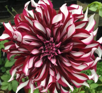 Netherland Dahlia Tartan