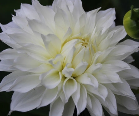 Netherland Dahlia Snow Country