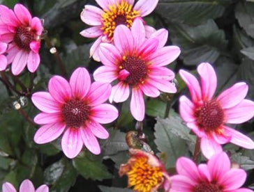 Netherland Dahlia Pretty Woman