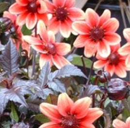 Netherland Dahlia Dragon Ball