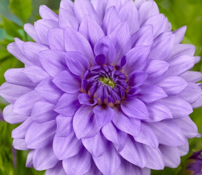 Netherland Dahlia Blue Boy