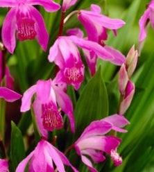 Netherland Specialty Bulbs Bletilla striata Pink