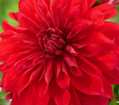 Netherland Dahlia Babylon Red