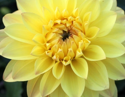 Netherland Dahlia American Sun