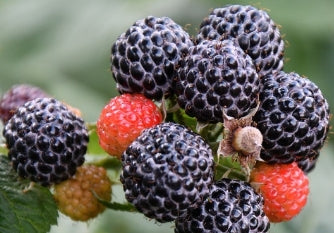 Netherland Raspberry Cumberland