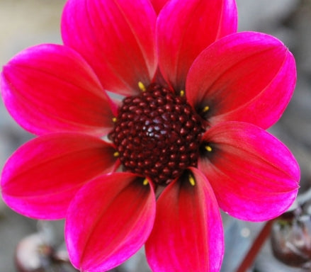 Netherland Dahlia 'Dracula' (dark pink)