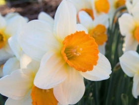 Netherland Daffodill Sempre Avanti