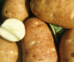 Netherland Potatoes Russet Burbank