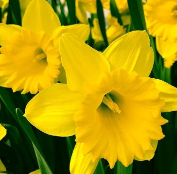 Netherland Daffodill Dutch Master