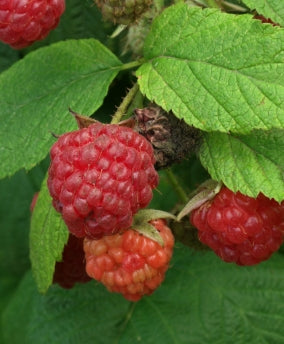 Netherland Berries Rubus Idaeus Brandywine