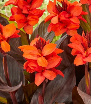 Netherland CannaSol Happy Julia