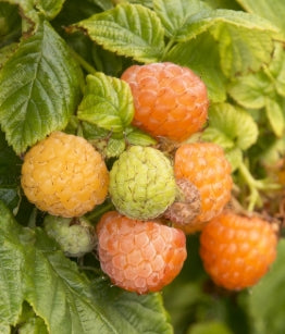 Netherland Berries Rubus Fall Gold