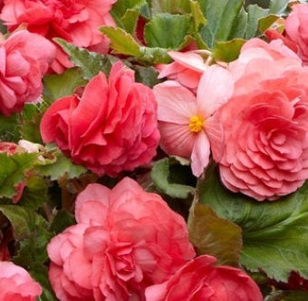 Netherland Begonia Odorata Pink Delight