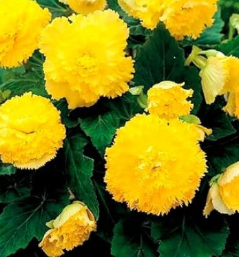 Netherland Begonia Fimbriata Yellow