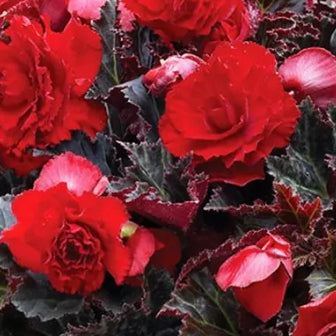 Netherland Begonia Multiflora Maxima Switserland