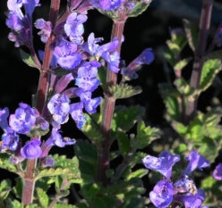 Nepeta faassenii 'Purrsian Blue' PP24788