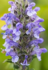 Nepeta 'Blue Dragon' PP22334