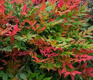 Nandina d. OBSESSION™ PP21891