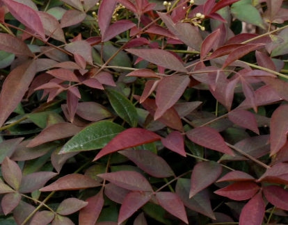 Nandina d. FLIRT™ PP21391