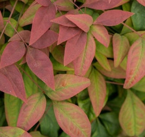Nandina d. BLUSH PINK™ PP19916